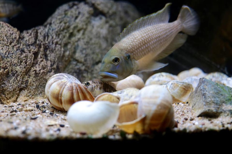 Lamprologus callipterus